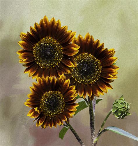 The common names sunflower and common sunflower typically refer to the popular annual on the other hand, the whorled sunflower, helianthus verticillatus, was listed as an endangered species. Three Painted Sunflowers Plus Two Buds Photograph by Diane ...