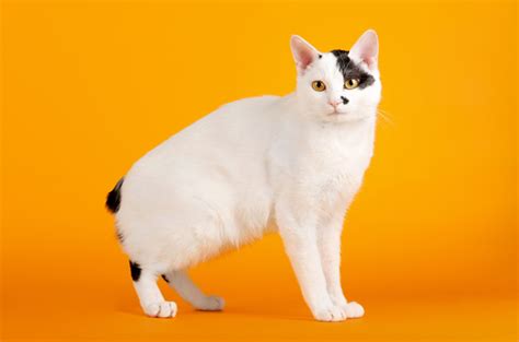 Korean Cat Breeds A Quick Overview Kitty Devotees