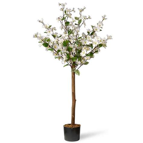 I planted some white flowering dogwood trees about three and a half feet from my carport now i'm thinking i might have made a might have made a mistake. White Dogwood Tree, 4 ft | Potted trees, White flowering ...