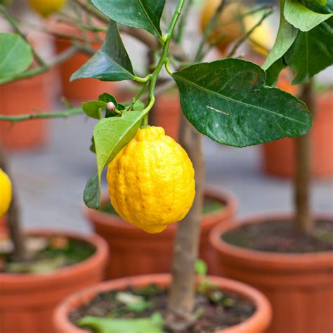 How To Grow An Indoor Lemon Tree Indoor Gardening