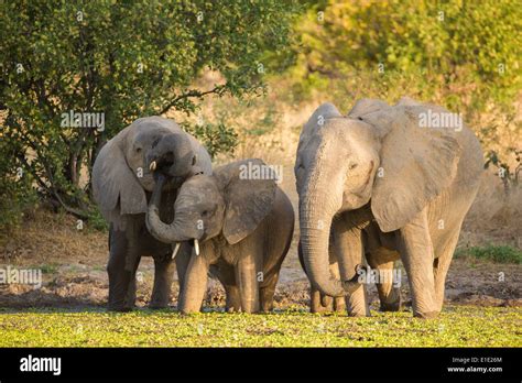 African Elephants Using Their Trunks Stock Photo Alamy