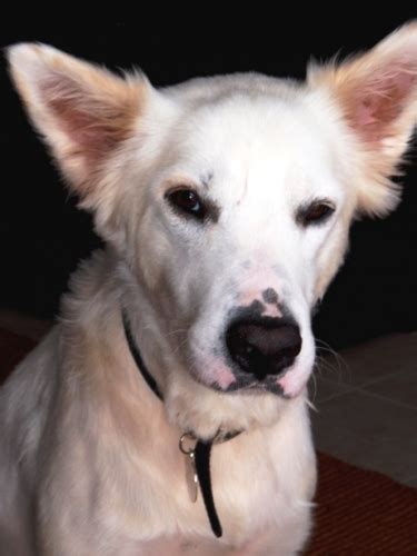 Memorial pets cards pets sympathy cards pets poems. Pet loss poems