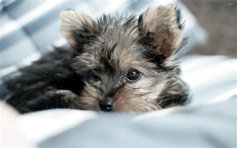 Yorkshire Terrier Puppy 3 Wallpaper Animal Wallpapers 37667