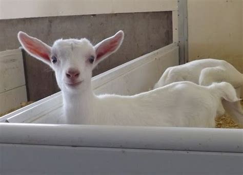 Saanen Kid From Canada Eat Locally Blog Globally Goatvet Goats