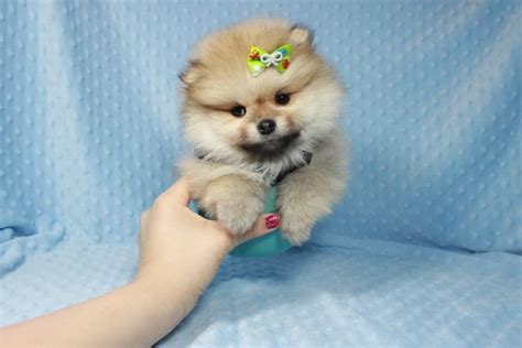 Teacup Teddy Bear Pomeranian Puppy Available In Las Vegas