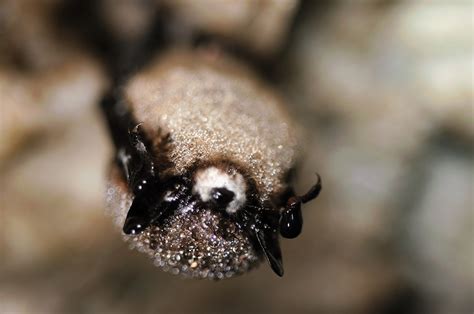 Bat Disease Epidemic Still Expanding Throughout North America Huffpost