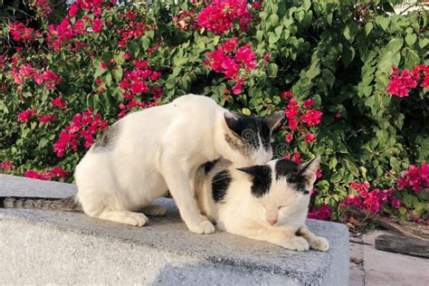 Wide Shot Of Two White Cats With Black Spots With Bushes And Pink
