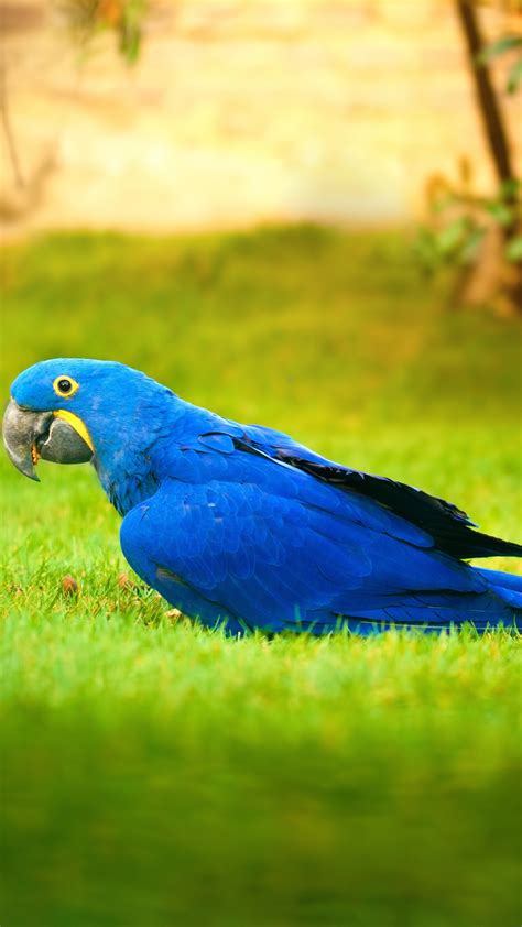 Download Wallpaper 1080x1920 Macaw Bird Grass Parrot 1080p