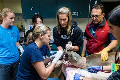 Marine Mammal Center Veterinarian Selected As Ted Fellow Mill Valley