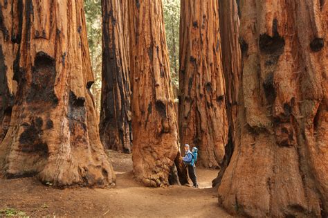Redwood National And State Parks With Map Images And Things To Do