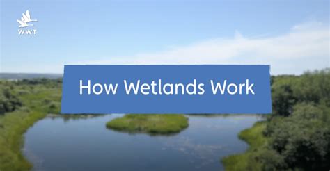 Why Wetlands Matter Water Advocates St Helena