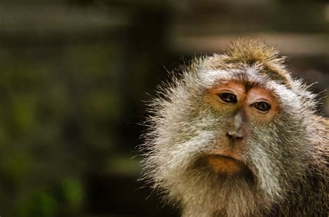 5 Reasons Why Primates Should Never Be Kept As Pets Pets Primates