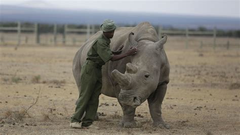 Scientists Hope Lab Grown Embryos Can Save Rhino Species From