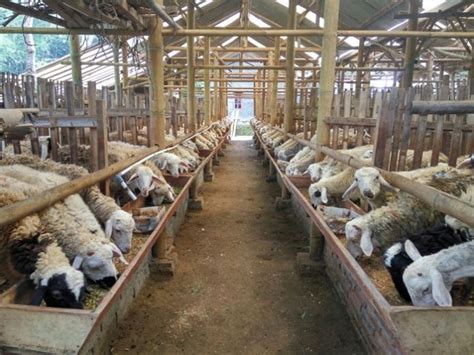 Dalam berternak kambing atau domba kandang kambing terbagi dalam 2 model, kandang kambing model lantai (lemprak) dan model kandang kambing kelebihan kandang kambing model panggung. Cara Sukses Ternak Kambing Biar Untung Lebih Banyak - Berdesa