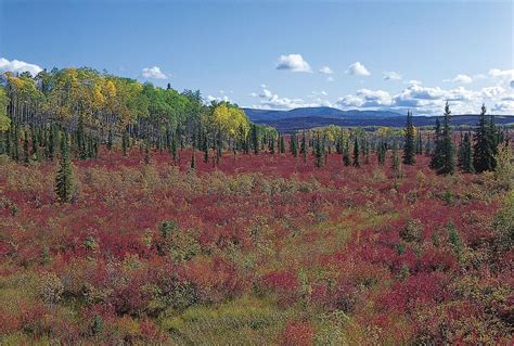 North America Boreal Forest Wildlife Ecosystems Britannica