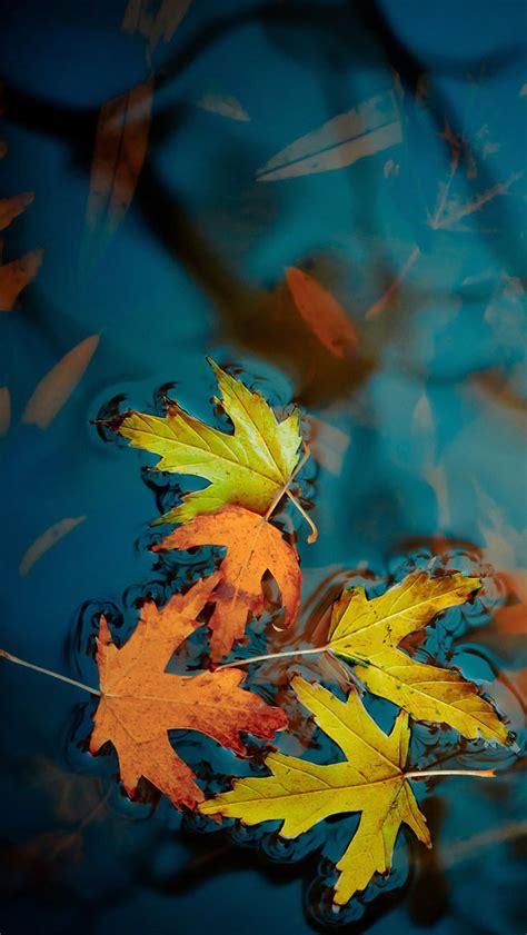 Fallen Leaves Iphone Wallpapers Free Download