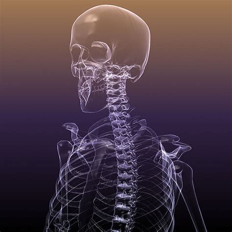Skeleton Of A Human X Ray Scan Renderready 3d Model Cgtrader
