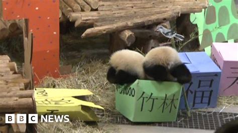 Twin Giant Panda Cubs Enjoy First Birthday At Toronto Zoo Bbc News