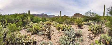 Sonoran Desert Garden | Desert garden, Sonoran desert, Desert cactus