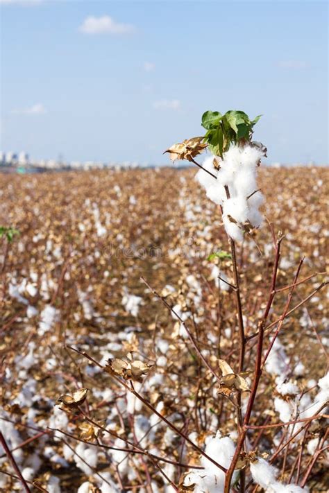 Cotton Fields Stock Image Image Of Farm Fiber Time 45702285