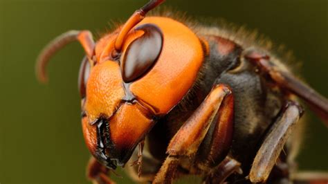 Washington Officials Release Photos Of First Asian Giant Hornet Caught In Trap It’s Huge The