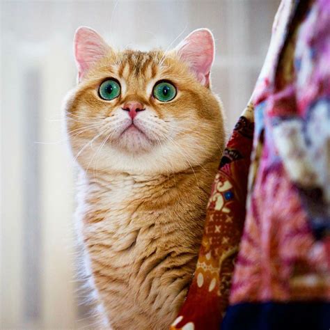 Hosico The Cat Is One Of The Most Beautiful Cats Youll Ever See
