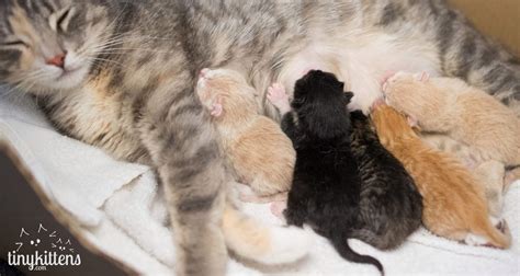 The mom cat may be itching to move her kittens at the first opportunity putting her family back at risk. Feline Foster Home Live Streams a Rescued Cat Giving Birth ...