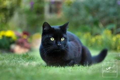 Gato Negro Carácter Curiosidades Y Mucho Más Feelcats