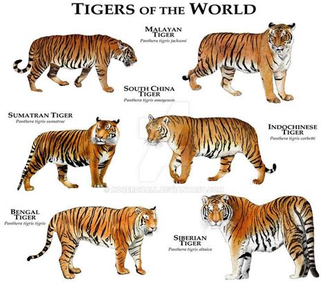 Tigers Of The World By Rogerdhall Tiger Species Types Of Tigers