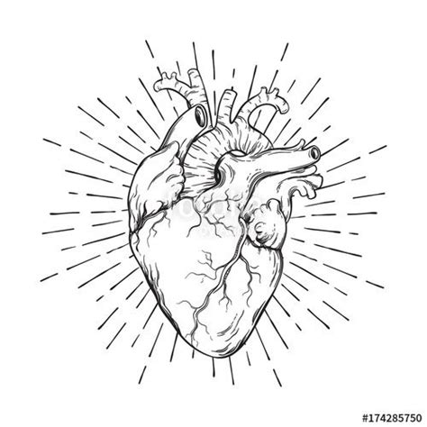 Anatomical Sacred Heart Human Heart Tattoo Human Heart Drawing