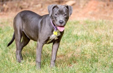 labrabull dog breed information temperament puppies pictures   dogs