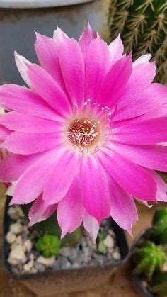 The plants are also known by the common names these are clustered around the bottom of the mother plant and should be cut off at the most narrow. Pin by Anna Day Mona on Flowers | October birth flowers ...