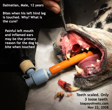 An abscess tooth may begin with a fractured tooth. 20091203Dental_Veterinary_cases_Singapore_Toa_Payoh_Vets ...