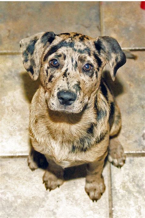 Catahoula Mix A Photo On Flickriver