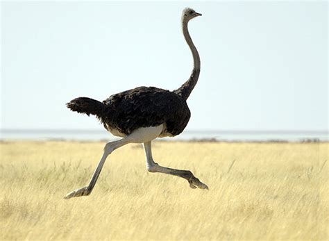 What Ostriches Can Teach Us About Risk Knowledge At Wharton