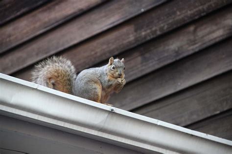 Squirrels In The Loft In Shoreditch E1 Pest2kill