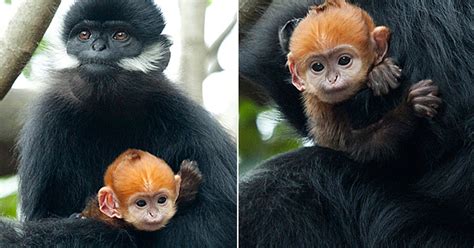 Natureza Filhote Alaranjado De Macaco Raro é Apresentado Em Zoo Da