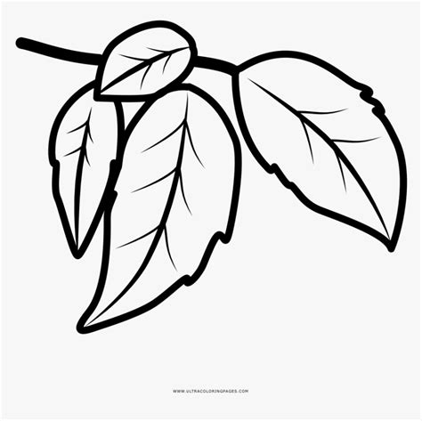 Leaves Coloring Page Dibujo De Hojas Para Colorear Hd Png Download