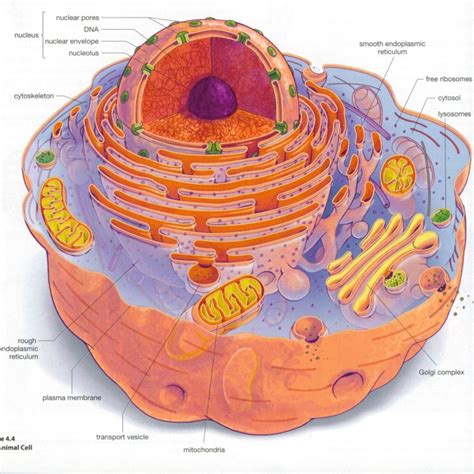 Eukaryotic cell structure diagrams : Biological Science Picture 