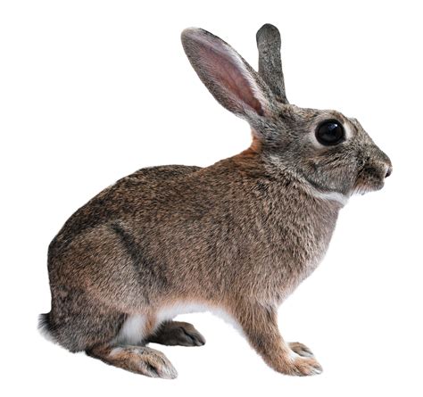 Collection Of Hq Rabbit Png Pluspng