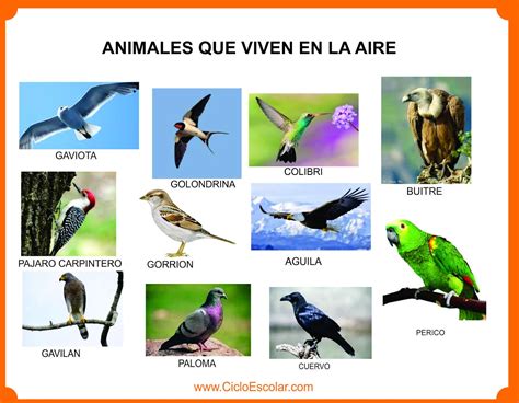 6 cómo respiran los delfines. ANIMALES JOHAN 2017