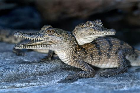 Bringing Up Baby A Crocodiles Changing Niche News
