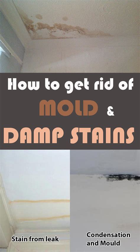 It starts when one tiny mold spore lands on a damp surface and begins to multiply. How to get rid of mold and damp stains - 101CleaningTips.net