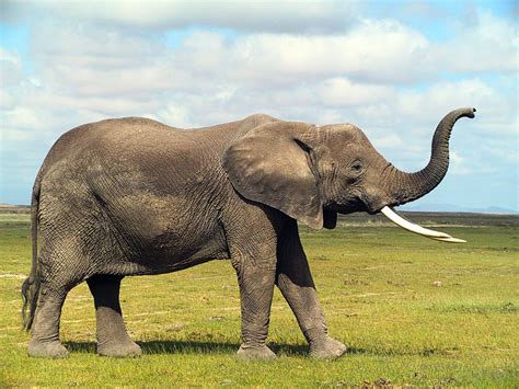 Elephants Communicate In Sophisticated Sign Language Researchers Say