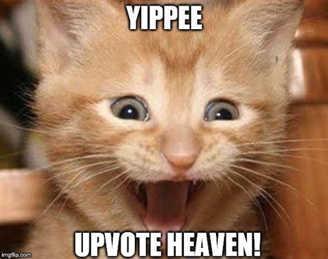 Excited Cat Meme Imgflip