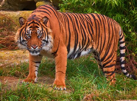 Sumatran Tiger Panthera Tigris Sumatrae By Alfiep Ephotozine