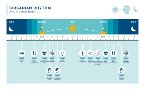 Circadian Rhythm Sleep Disorder - Reset Your Circadian Rhythm