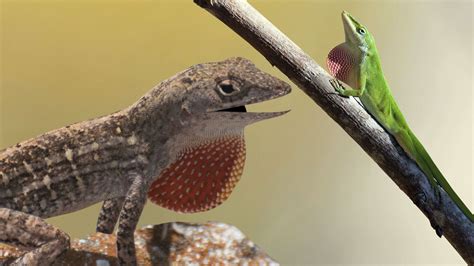 Green Vs Brown How Anoles Evolved In Florida Orlando Sentinel