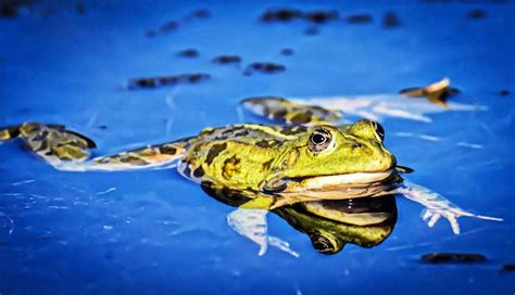Frogs Appearance Habitat Behavior Facts Science4fun