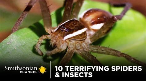 10 Terrifying Spiders And Insects 🕷 Smithsonian Channel Youtube